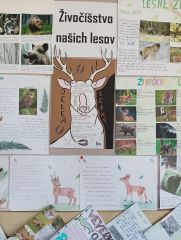 zvicistvo_nasich_lesov_002.jpg