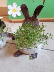 Zajačiky sadia rastlinky